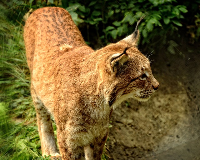 猞猁 野猫 大猫 - 上的免费照片