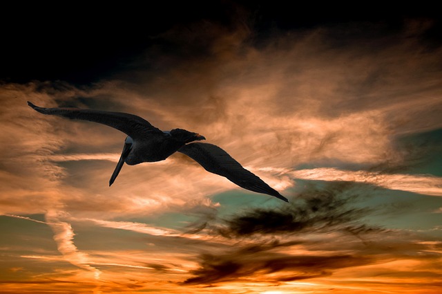鹈 日落 云 - 上的免费照片