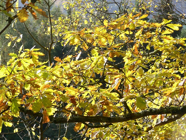 科 树 橡木 - 上的免费照片