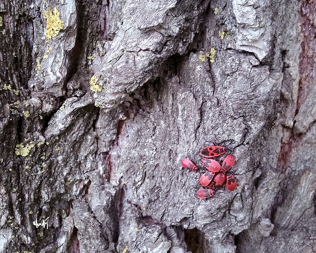 火虫 错误 吠 - 上的免费照片