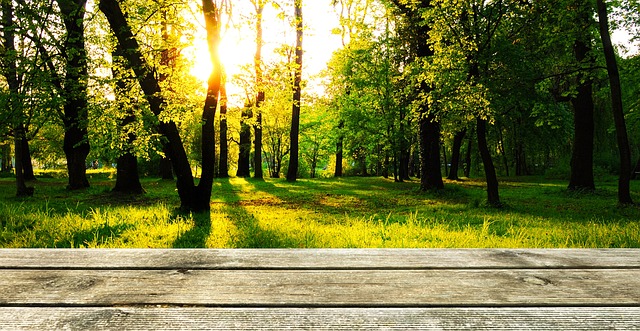 背景 木头 森林 - 上的免费照片