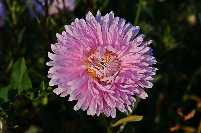 花朵 翠菊 秋天 - 上的免费照片