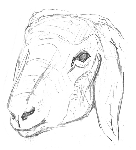 羊 羊肉 动物 - 上的免费图片