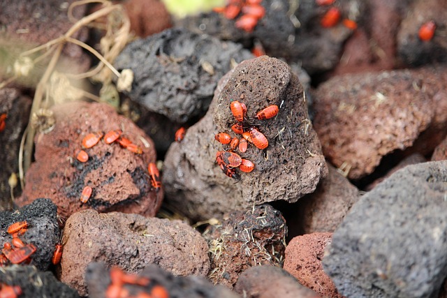 火虫 昆虫 石头 - 上的免费照片