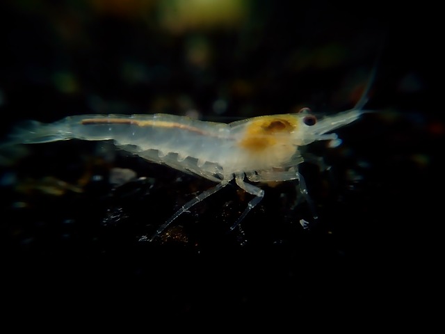 水晶白 加内利奥 矮虾 - 上的免费照片