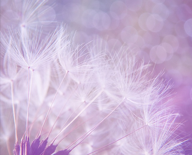 蒲公英 抽象 紫色的 - 上的免费照片