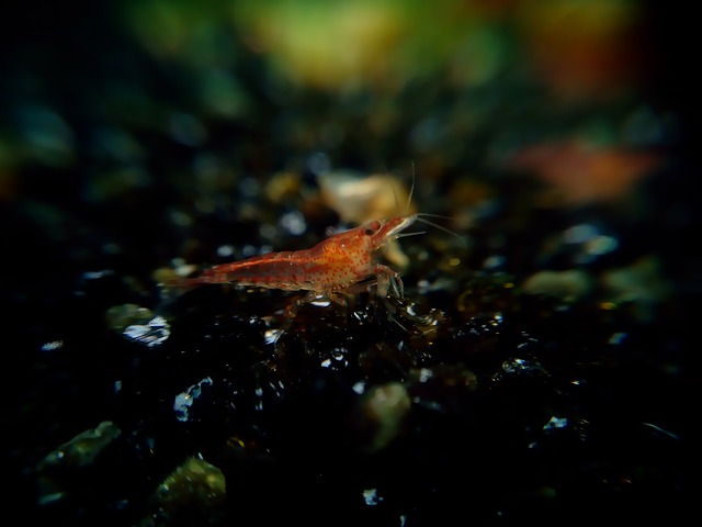 红火 矮虾 虾 - 上的免费照片