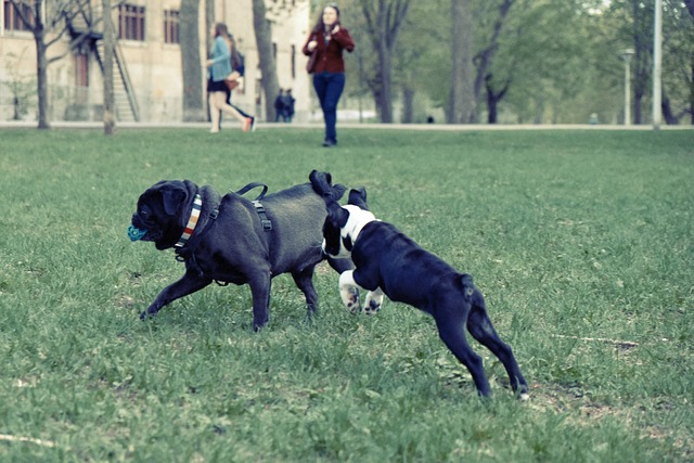 小狗 玩 公园 - 上的免费照片