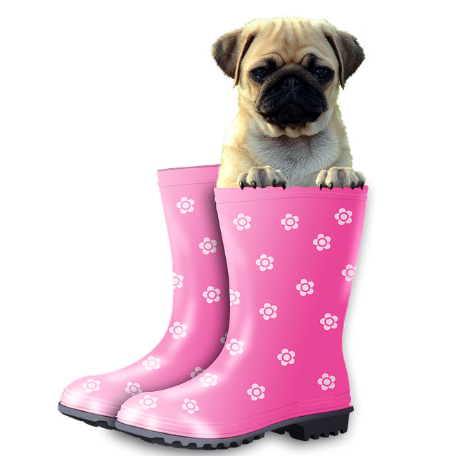 有趣的 哈巴狗 狗 - 上的免费照片