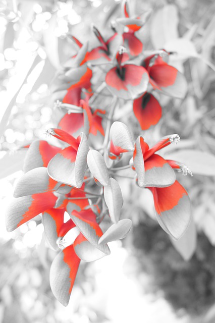 心 花 小白兔 - 上的免费照片