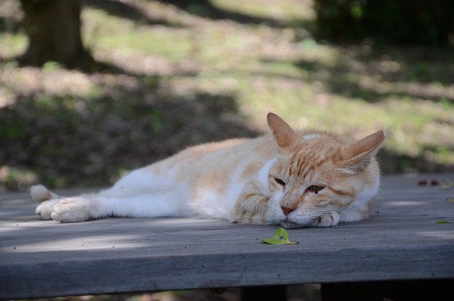 流浪猫 打个盹 猫咪 - 上的免费照片