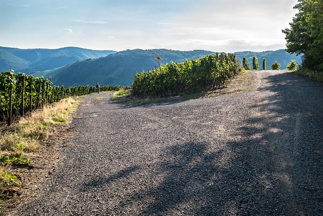 葡萄藤 葡萄酒 葡萄酒种植 - 上的免费照片