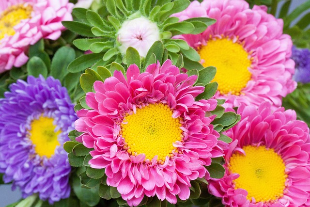 Asters 落下 花园 - 上的免费照片