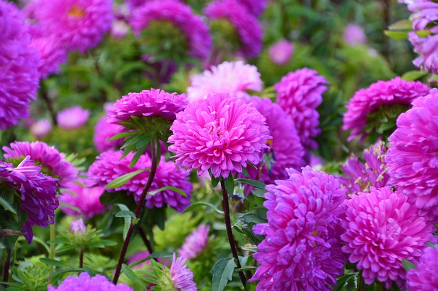 紫苑 花 - 上的免费照片
