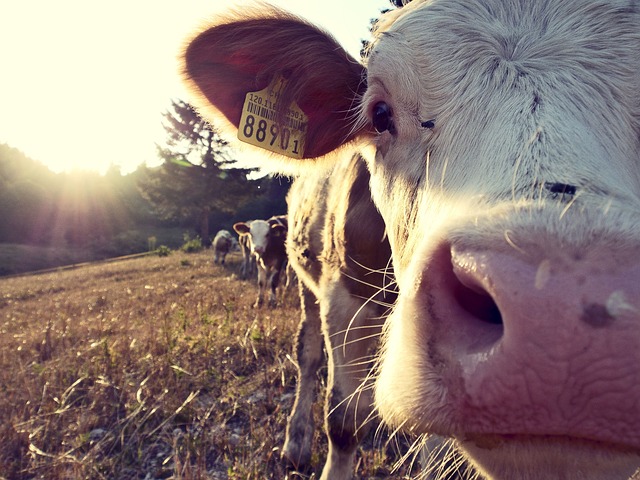 奶牛 农场 村庄 - 上的免费照片