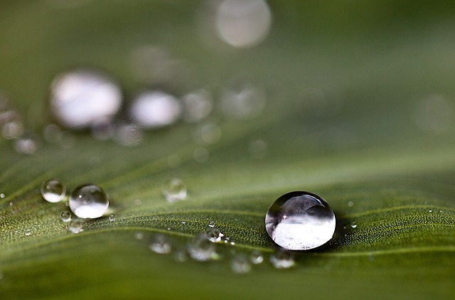 滴 滴水滴 水 - 上的免费照片