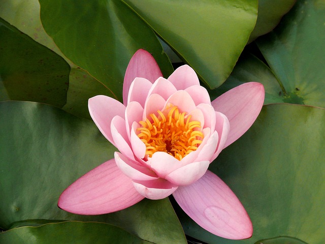 鲜花 水中百合 粉红色 - 上的免费照片