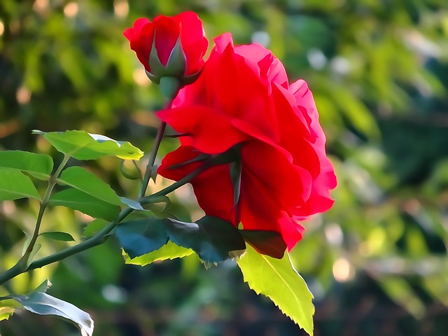 玫瑰花朵 奥尔库什 波兰 - 上的免费照片