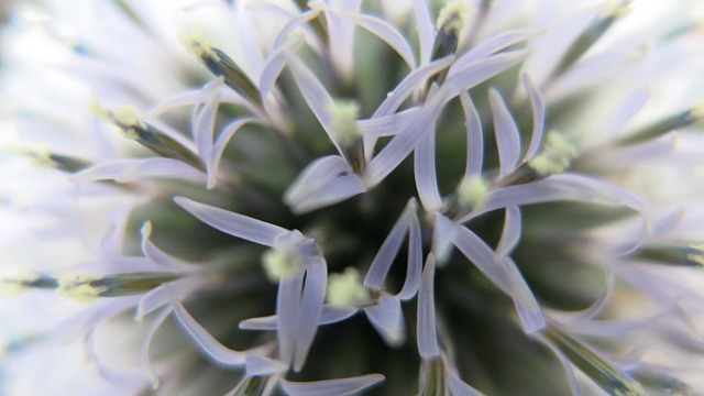 球蓟 蓟 开花 - 上的免费照片
