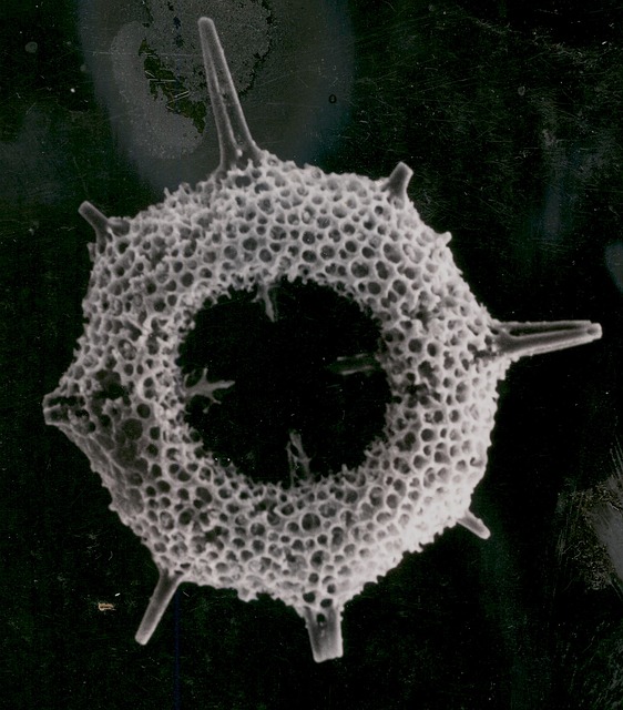 放射虫 浮游生物 化石 - 上的免费照片