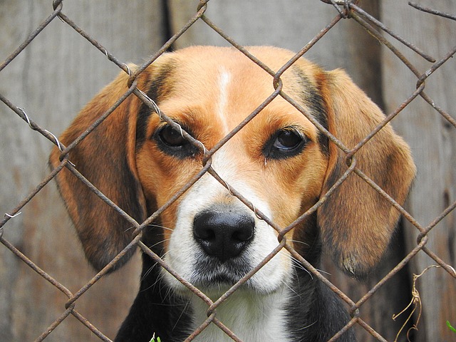 比格犬 狗 锁定 - 上的免费照片