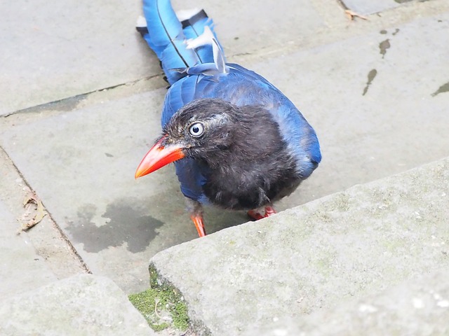 蓝鹊 台北 虎山 - 上的免费照片