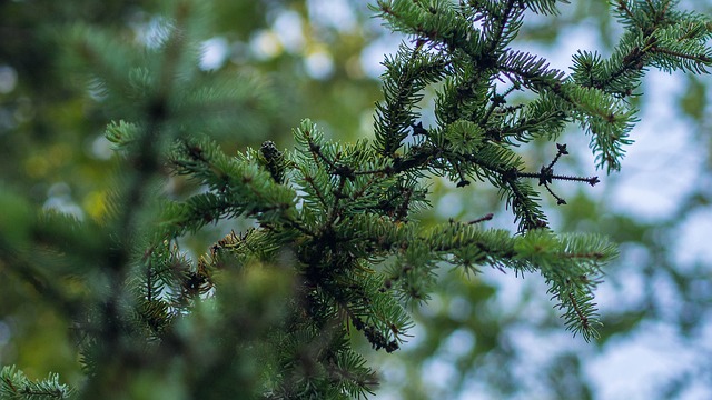 针叶树 树 自然 - 上的免费照片