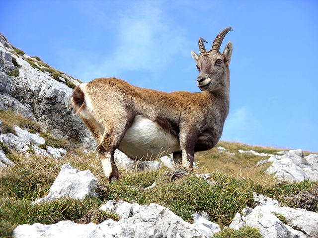 山羊 山 Ibex - 上的免费照片