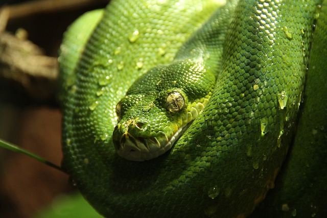 绿树蟒 Python 线 - 上的免费照片