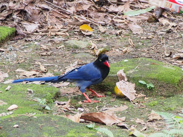 長尾山娘 蓝鹊 虎山 - 上的免费照片