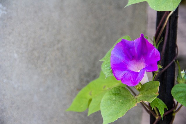 喇叭花 牵牛花 花 - 上的免费照片