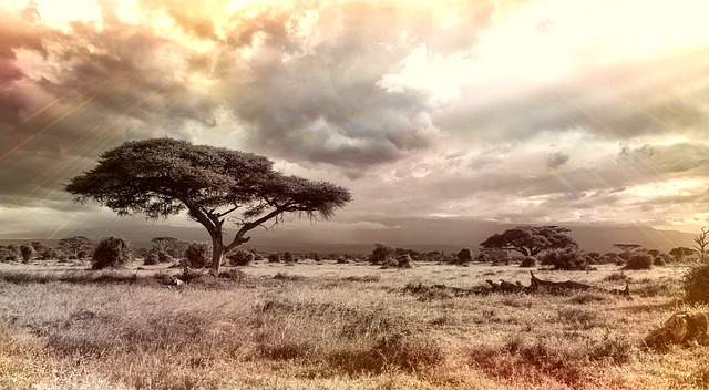 非洲 萨凡纳 国家公园 - 上的免费照片