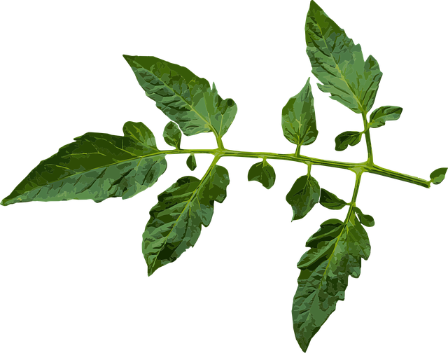 枝杈 关 特写 - 免费矢量图形