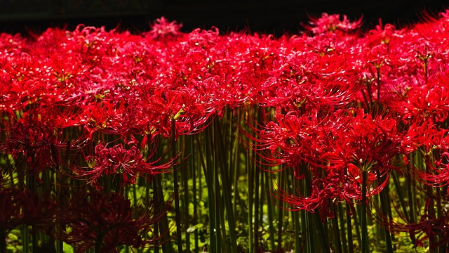 花盆 同化 红花 - 上的免费照片