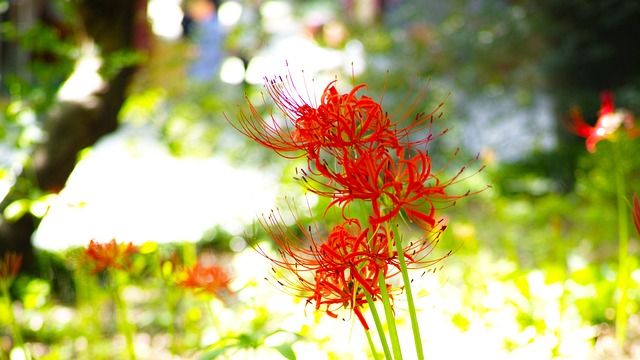 花盆 石山 红花 - 上的免费照片