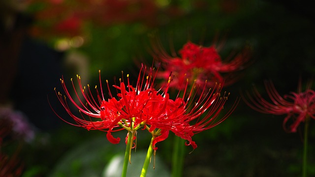 花盆 石山 同化 - 上的免费照片