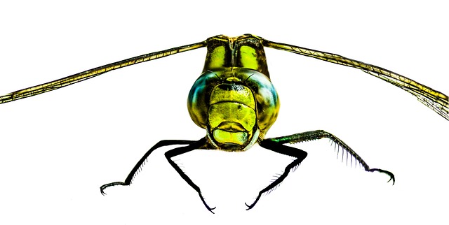 昆虫 蜻蜓 关闭 - 上的免费照片