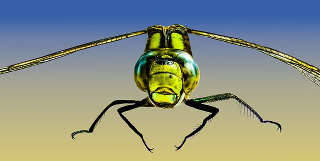 昆虫 蜻蜓 关闭 - 上的免费照片