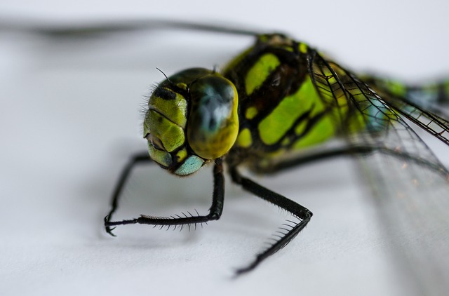 昆虫 蜻蜓 关闭 - 上的免费照片