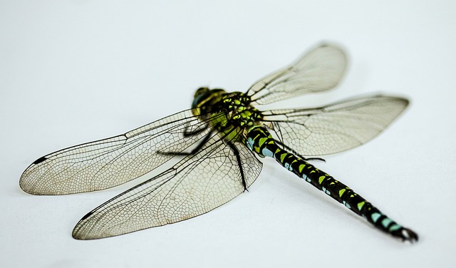 昆虫 蜻蜓 关闭 - 上的免费照片