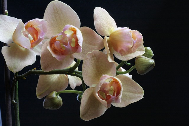 兰花 Phaleonopsis 开花 - 上的免费照片
