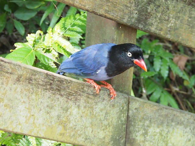 蓝鹊 長尾山娘 虎山 - 上的免费照片