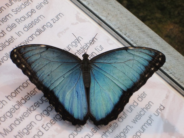 蓝蝶蝶 形态学派 天空蝴蝶 - 上的免费照片