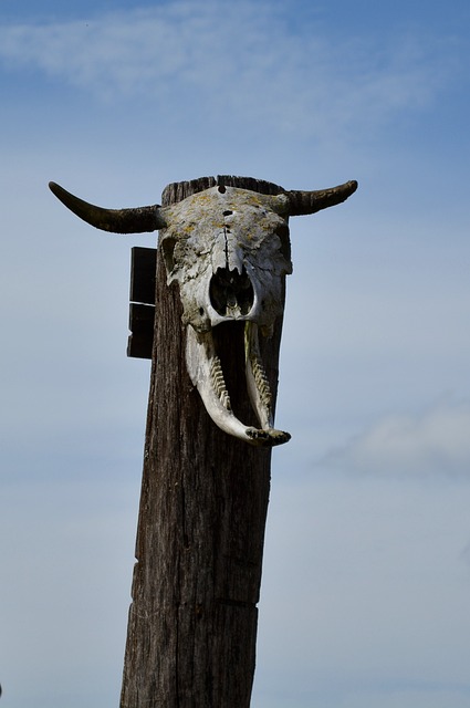 凯尔特村 骨骼 颅骨 - 上的免费照片