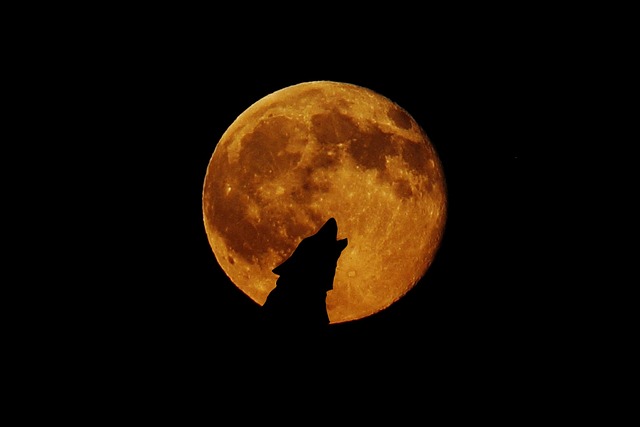 满月 月亮 狼 - 上的免费照片
