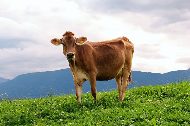 奶牛 动物 草地 - 上的免费照片