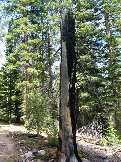 森林 烧毁 火 - 上的免费照片