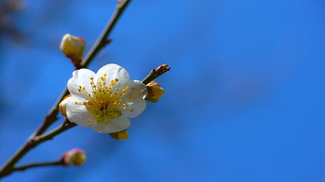 梅花 白梅 春天的花朵 - 上的免费照片