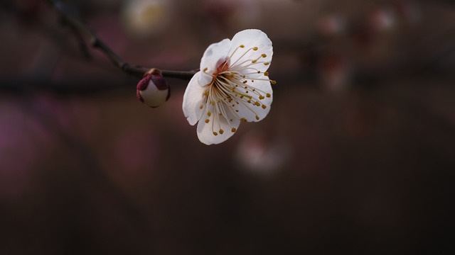 梅花 红梅 春天的花朵 - 上的免费照片