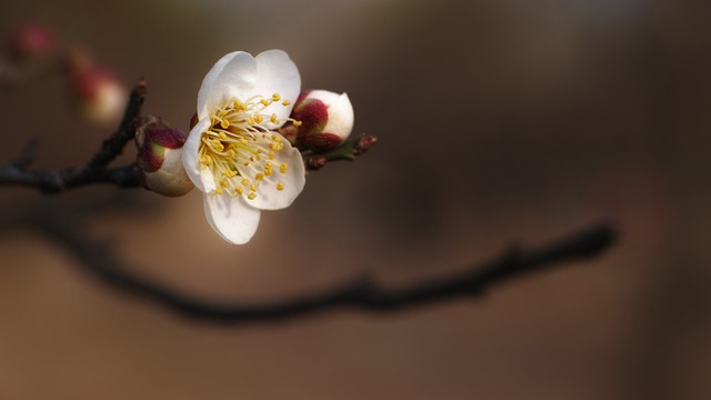 梅花 红梅 春天的花朵 - 上的免费照片